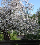 Naapurin omenapuu oli täydessä kukassa 23.5.2024.